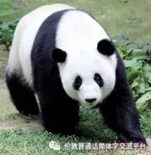 panda